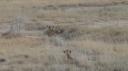Etosha Nationaal Park