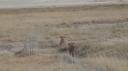 Etosha Nationaal Park