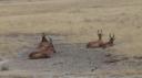 Etosha Nationaal Park