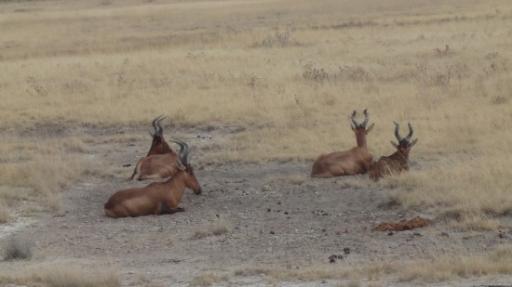 Etosha Nationaal Park