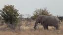 Etosha Nationaal Park