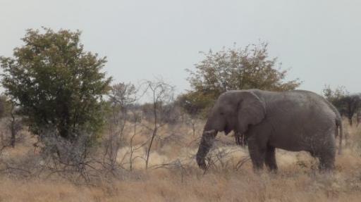 Etosha Nationaal Park