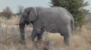 Etosha Nationaal Park