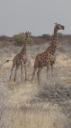Etosha Nationaal Park