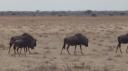 Etosha Nationaal Park