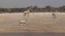 Etosha Nationaal Park