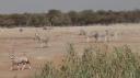 Etosha Nationaal Park