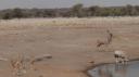Etosha Nationaal Park