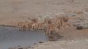 Etosha Nationaal Park