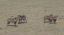 Lake Manyara Nationaal Park