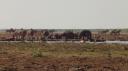 Lake Manyara Nationaal Park