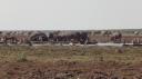 Lake Manyara Nationaal Park