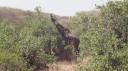 Lake Manyara Nationaal Park