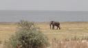 Lake Manyara Nationaal Park