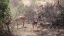 Lake Manyara Nationaal Park