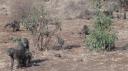 Lake Manyara Nationaal Park