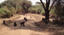 Lake Manyara Nationaal Park