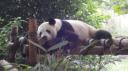 Chéngdū - Reuze Panda Broed Research Basis