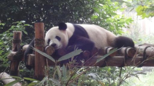 Chéngdū - Reuze Panda Broed Research Basis