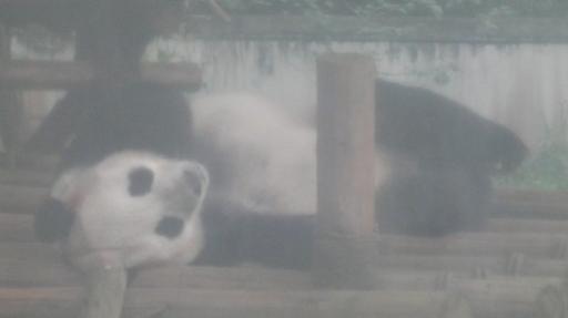 Chéngdū - Reuze Panda Broed Research Basis
