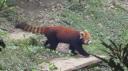 Chéngdū - Reuze Panda Broed Research Basis
