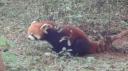 Chéngdū - Reuze Panda Broed Research Basis