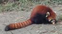 Chéngdū - Reuze Panda Broed Research Basis