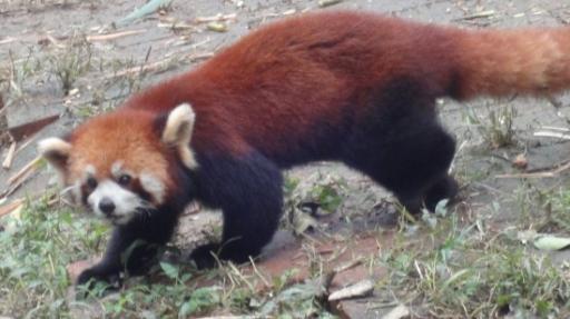 Chéngdū - Reuze Panda Broed Research Basis