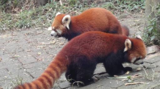 Chéngdū - Reuze Panda Broed Research Basis