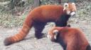 Chéngdū - Reuze Panda Broed Research Basis