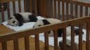 Chéngdū - Reuze Panda Broed Research Basis