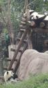 Chéngdū - Reuze Panda Broed Research Basis