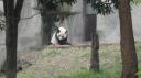Chéngdū - Reuze Panda Broed Research Basis