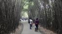 Chéngdū - Reuze Panda Broed Research Basis