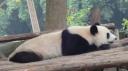 Chéngdū - Reuze Panda Broed Research Basis