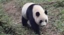 Chéngdū - Reuze Panda Broed Research Basis