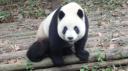 Chéngdū - Reuze Panda Broed Research Basis