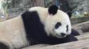 Chéngdū - Reuze Panda Broed Research Basis