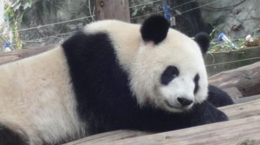 Chéngdū - Reuze Panda Broed Research Basis