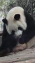 Chéngdū - Reuze Panda Broed Research Basis