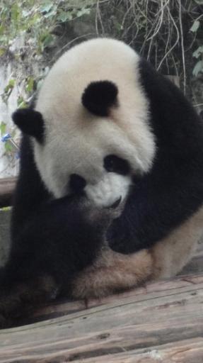 Chéngdū - Reuze Panda Broed Research Basis