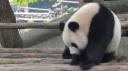 Chéngdū - Reuze Panda Broed Research Basis