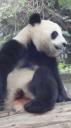 Chéngdū - Reuze Panda Broed Research Basis