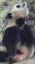 Chéngdū - Reuze Panda Broed Research Basis