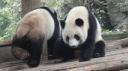 Chéngdū - Reuze Panda Broed Research Basis