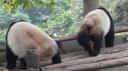 Chéngdū - Reuze Panda Broed Research Basis
