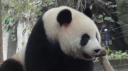 Chéngdū - Reuze Panda Broed Research Basis