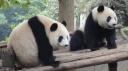 Chéngdū - Reuze Panda Broed Research Basis