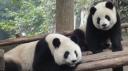 Chéngdū - Reuze Panda Broed Research Basis