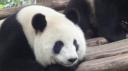 Chéngdū - Reuze Panda Broed Research Basis